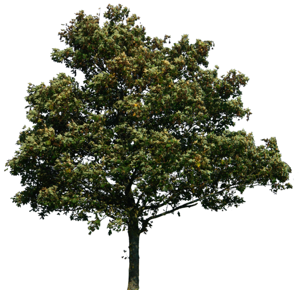 Tree PNG Images - Free Icons and PNG Backgrounds