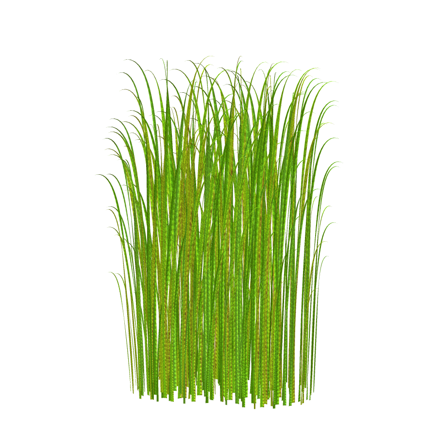 png grass clipart transparent image 30