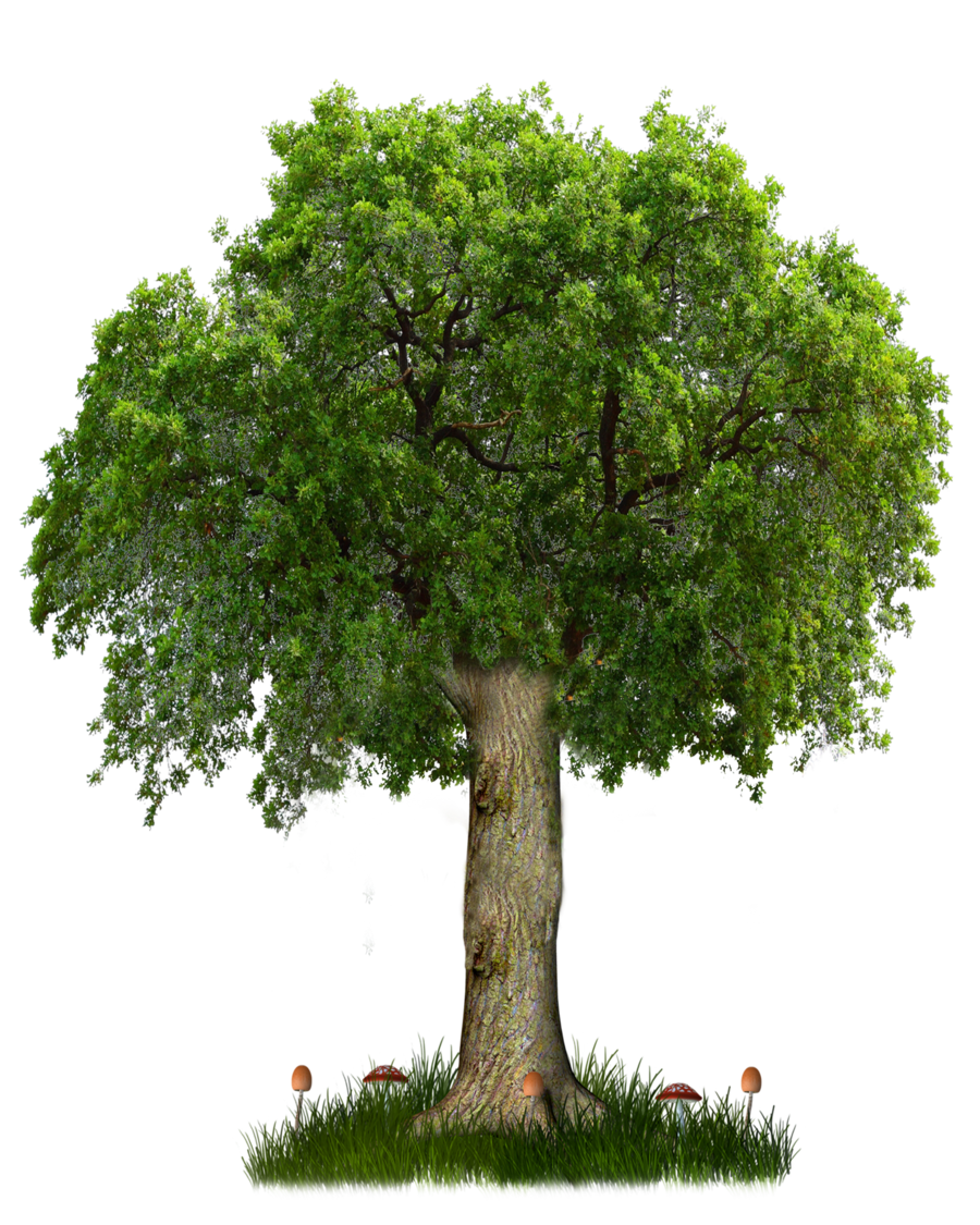 Background Tree PNG Transparent Background, Free Download #760 -  FreeIconsPNG