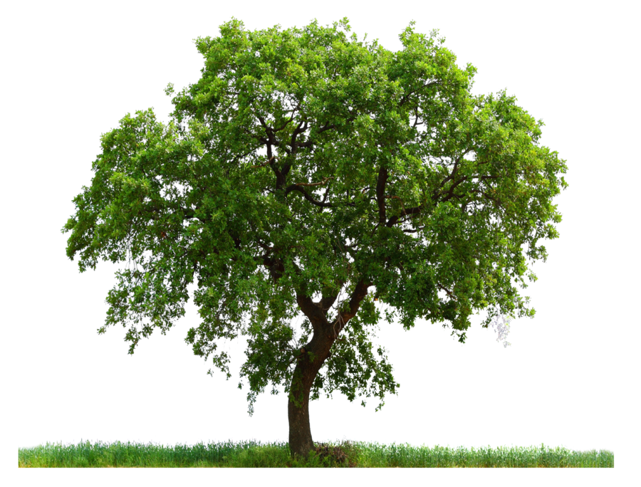 Tree PNG Tree Transparent Background FreeIconsPNG