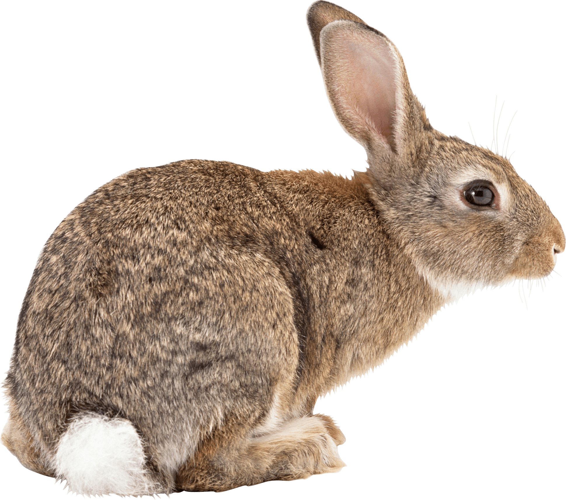 Rabbit Png Transparent