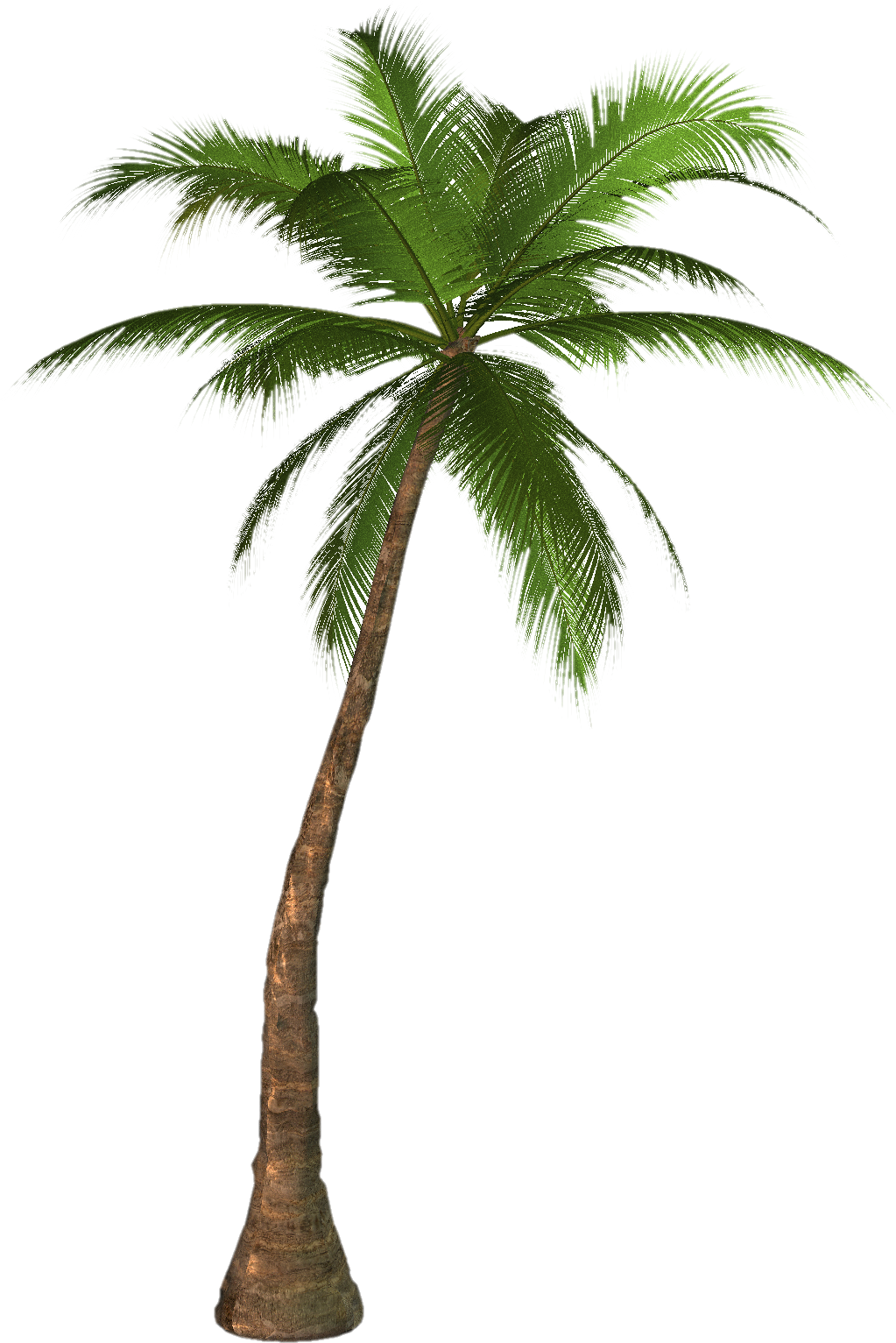 Real Palm Tree PNG Transparent Background, Free Download #43066