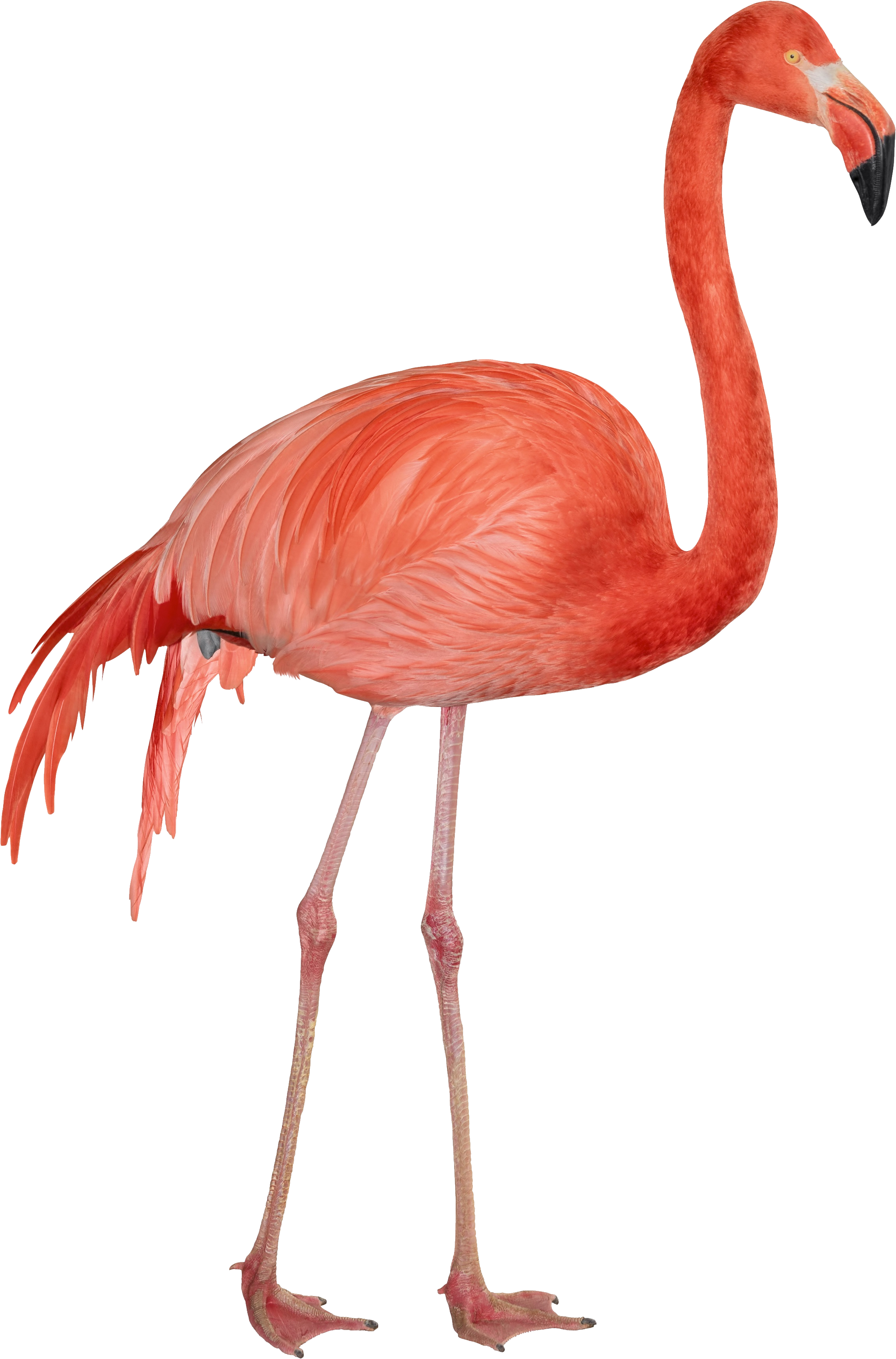 Red Long Legs Flamingo Background PNG Transparent Background, Free