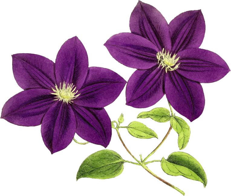 Free Free 188 Transparent Background Purple Flower Svg SVG PNG EPS DXF File