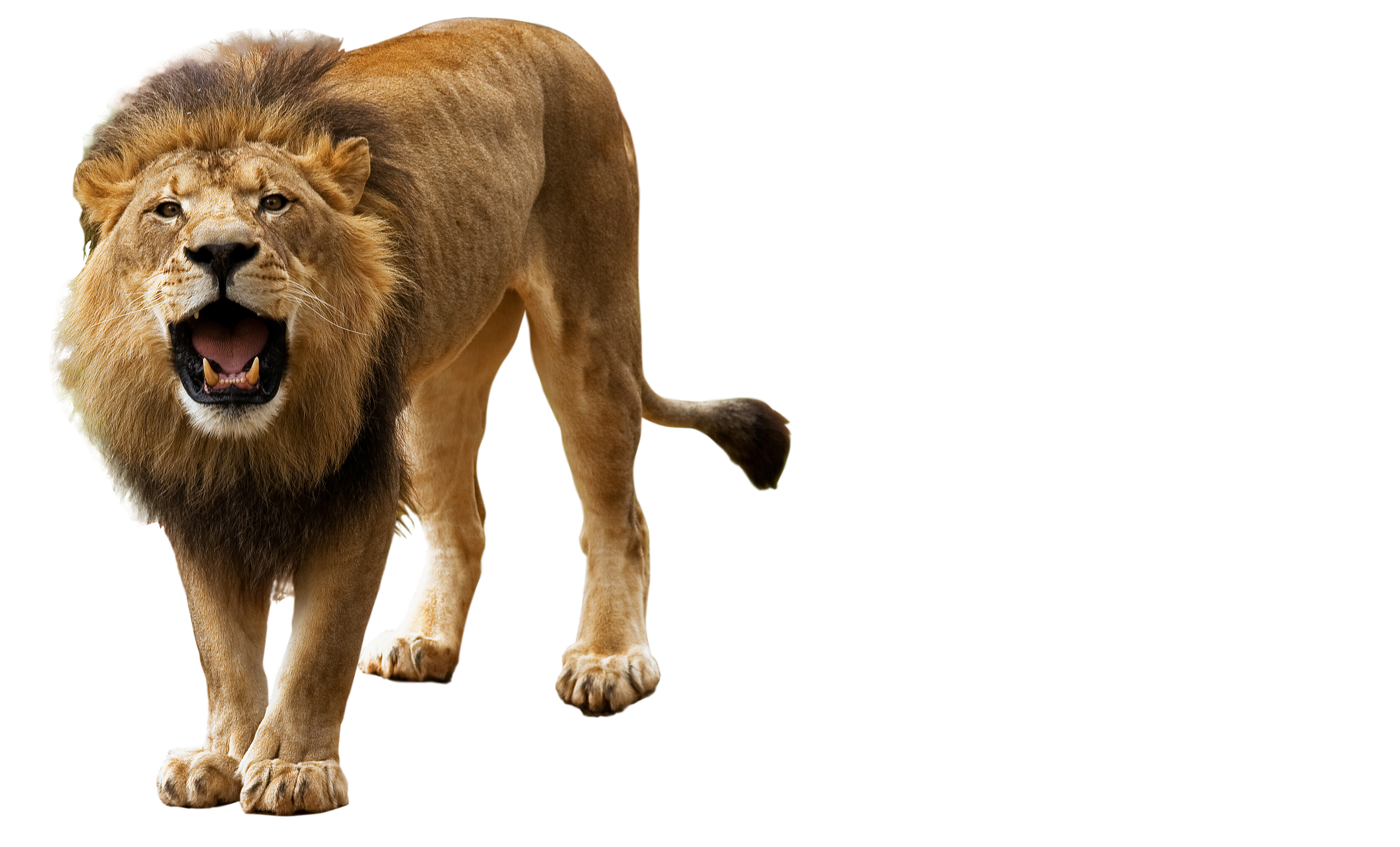 Lion Transparent Png Pictures Free Icons And Png Backgrounds