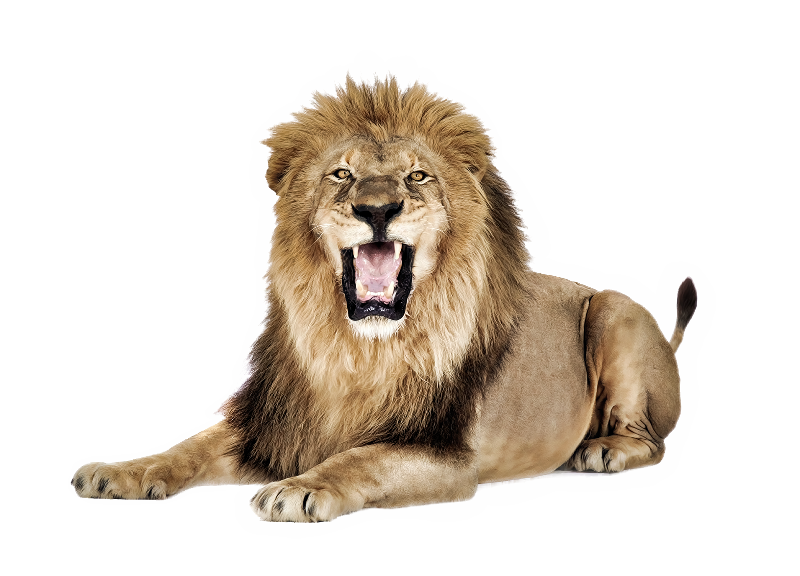 Roaring Lion PNG