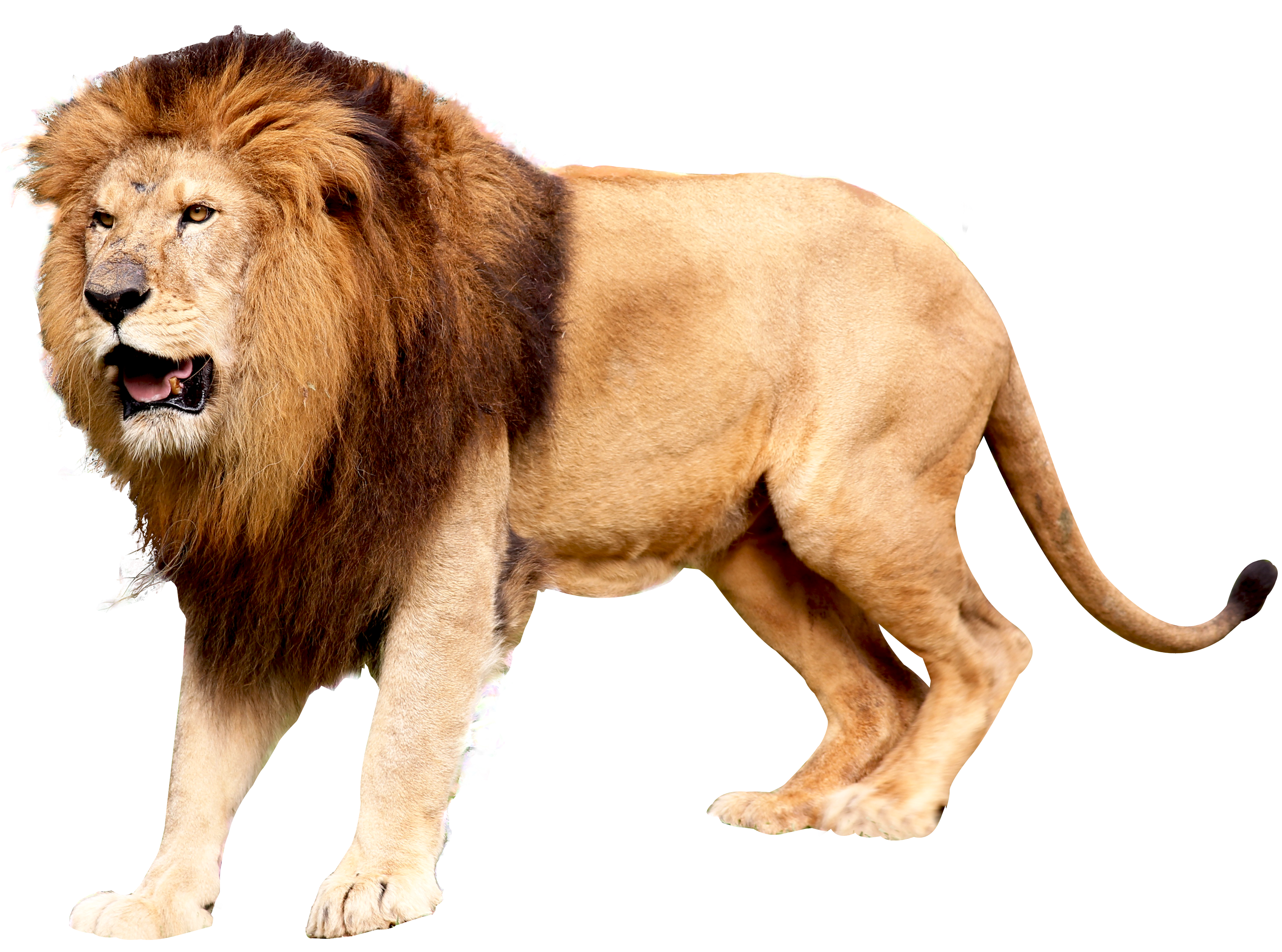 Roaring Lion Png image #42273 - Free Icons and PNG Backgrounds