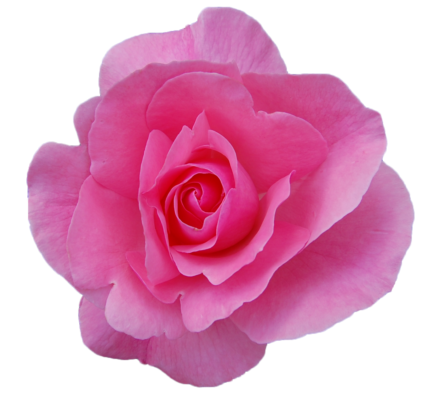 PNG Transparent Rose