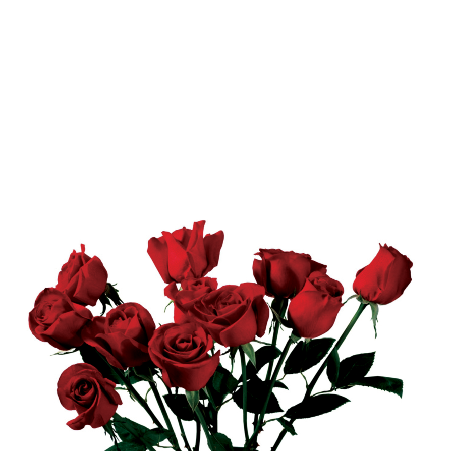 Photo Rose PNG Transparent Background, Free Download #18981 - FreeIconsPNG