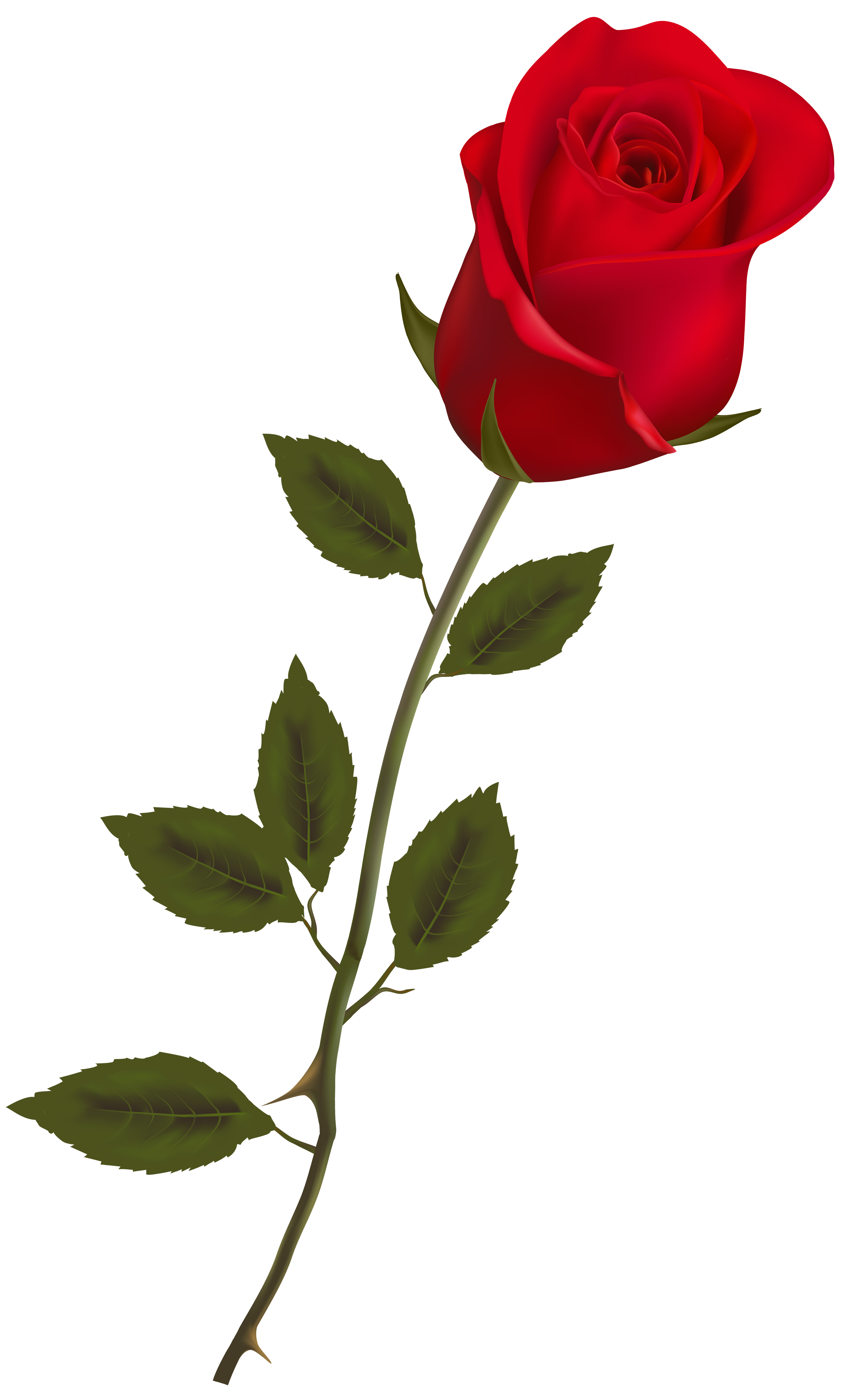 clipart long stem roses - photo #25