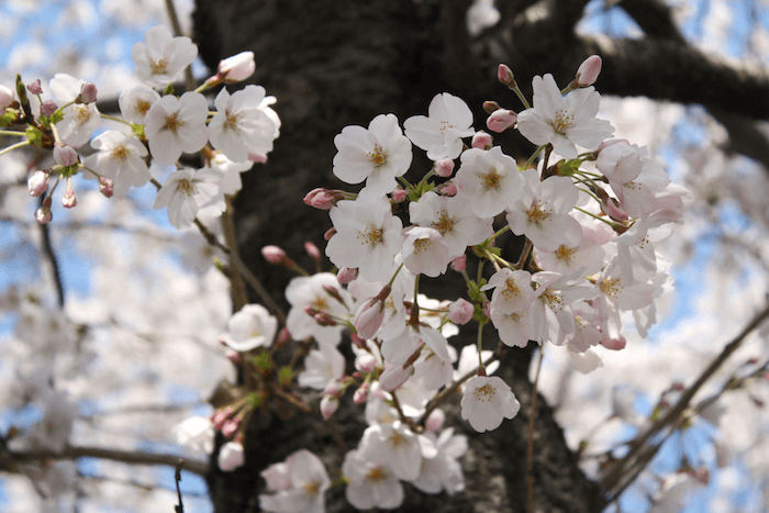 Sakura Petals Image PNG Transparent Background, Free Download #34567 ...