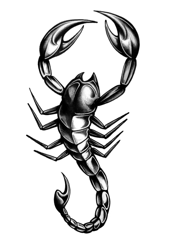 vector illustration Scorpion in a stance ready to attack with its sting  black and white design 11948966 Vector Art at Vecteezy