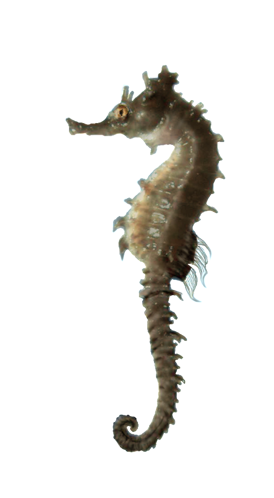 Images Download Seahorse Png Free #24554 - Free Icons and ...