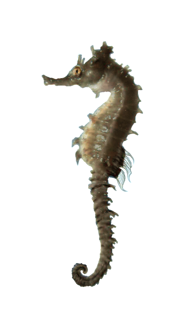 Images Download Seahorse Png Free #24554 - Free Icons and PNG Backgrounds