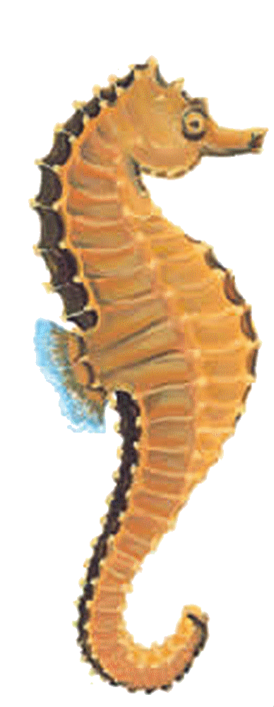Download Free Seahorse Images PNG Transparent Background, Free Download