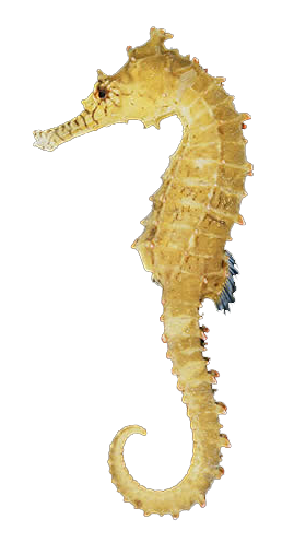 Seahorse PNG, Seahorse Transparent Background - FreeIconsPNG