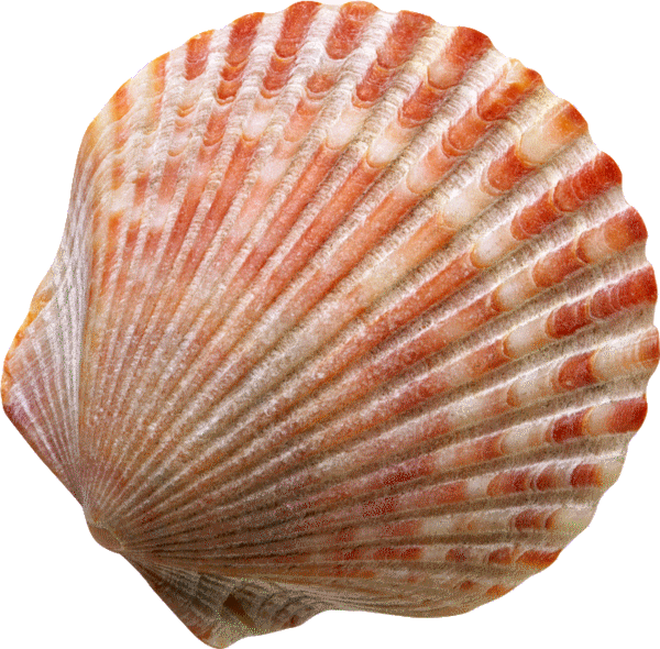 sea shell