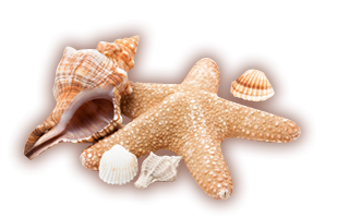 seashell-png-9.png