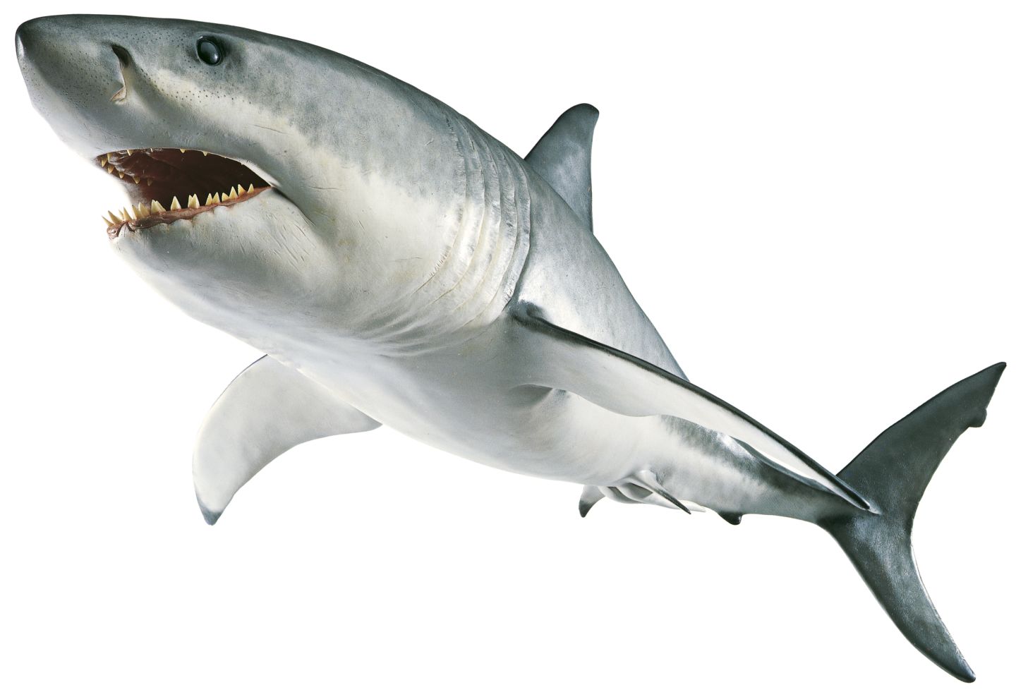 Transparent Shark Png