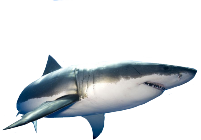 Png Format Images Of Shark #42747 - Free Icons and PNG ... copyright free network diagram icons 