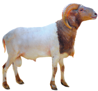 Sheep Eid Qurban Picture Hd PNG Transparent Background, Free Download