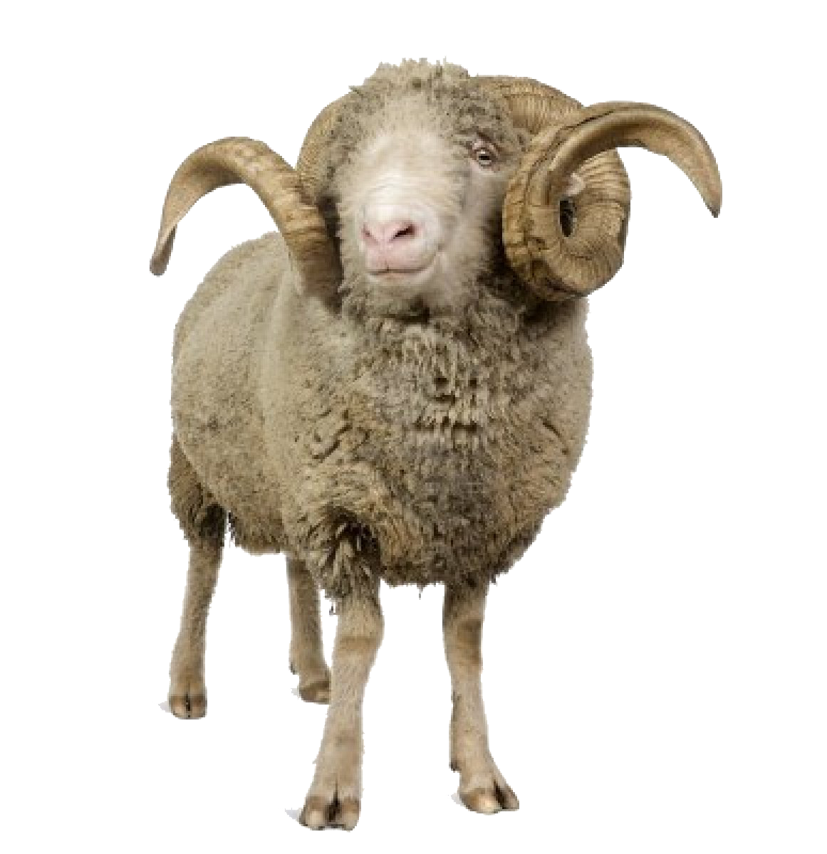 Png Background Sheep Transparent #23162 - Free Icons and PNG Backgrounds