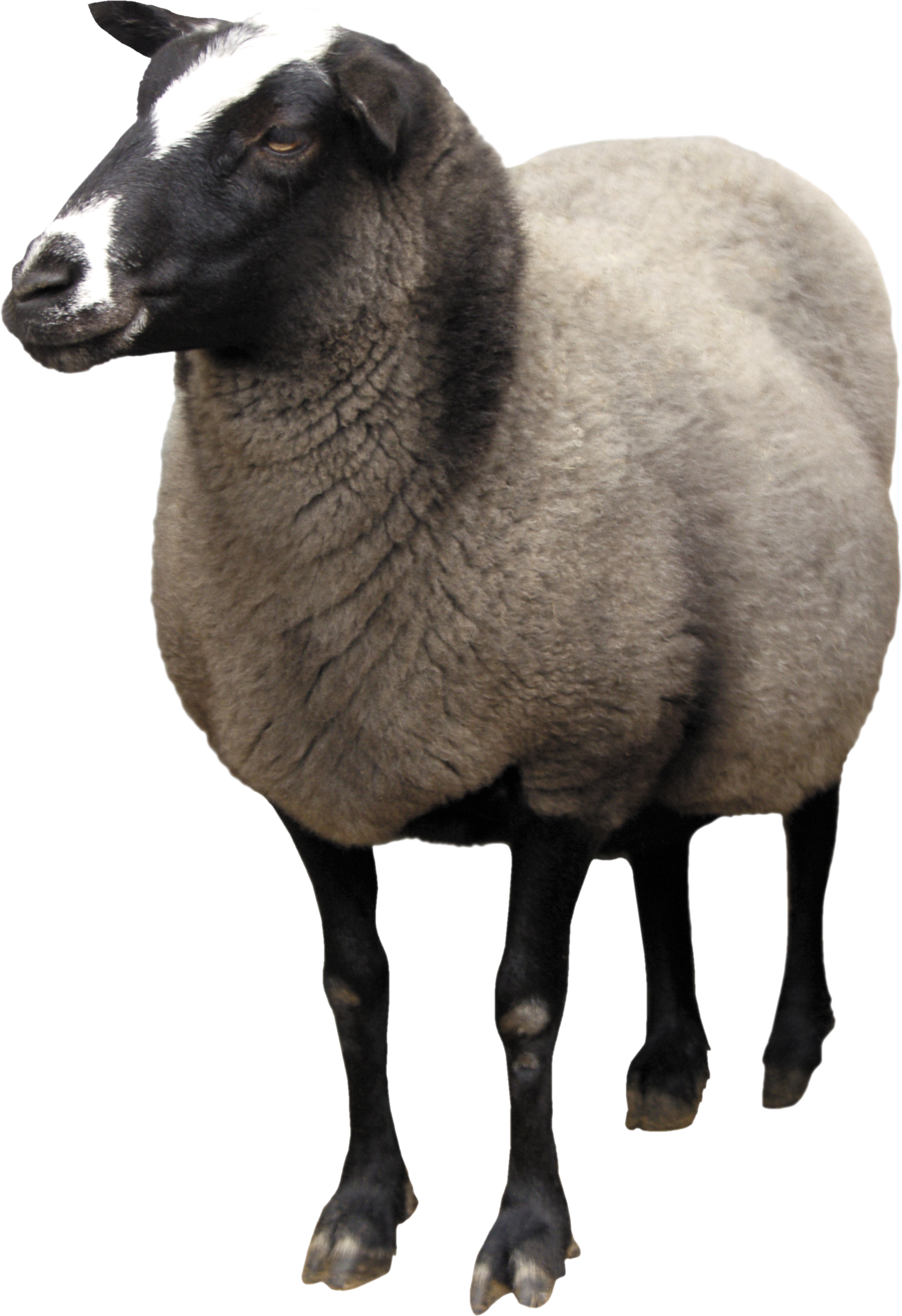 Sheep Download Vector Free PNG Transparent Background, Free Download