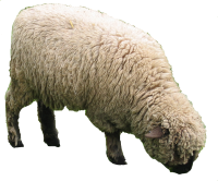 Hd Sheep PNG Transparent Background, Free Download #23184 - FreeIconsPNG