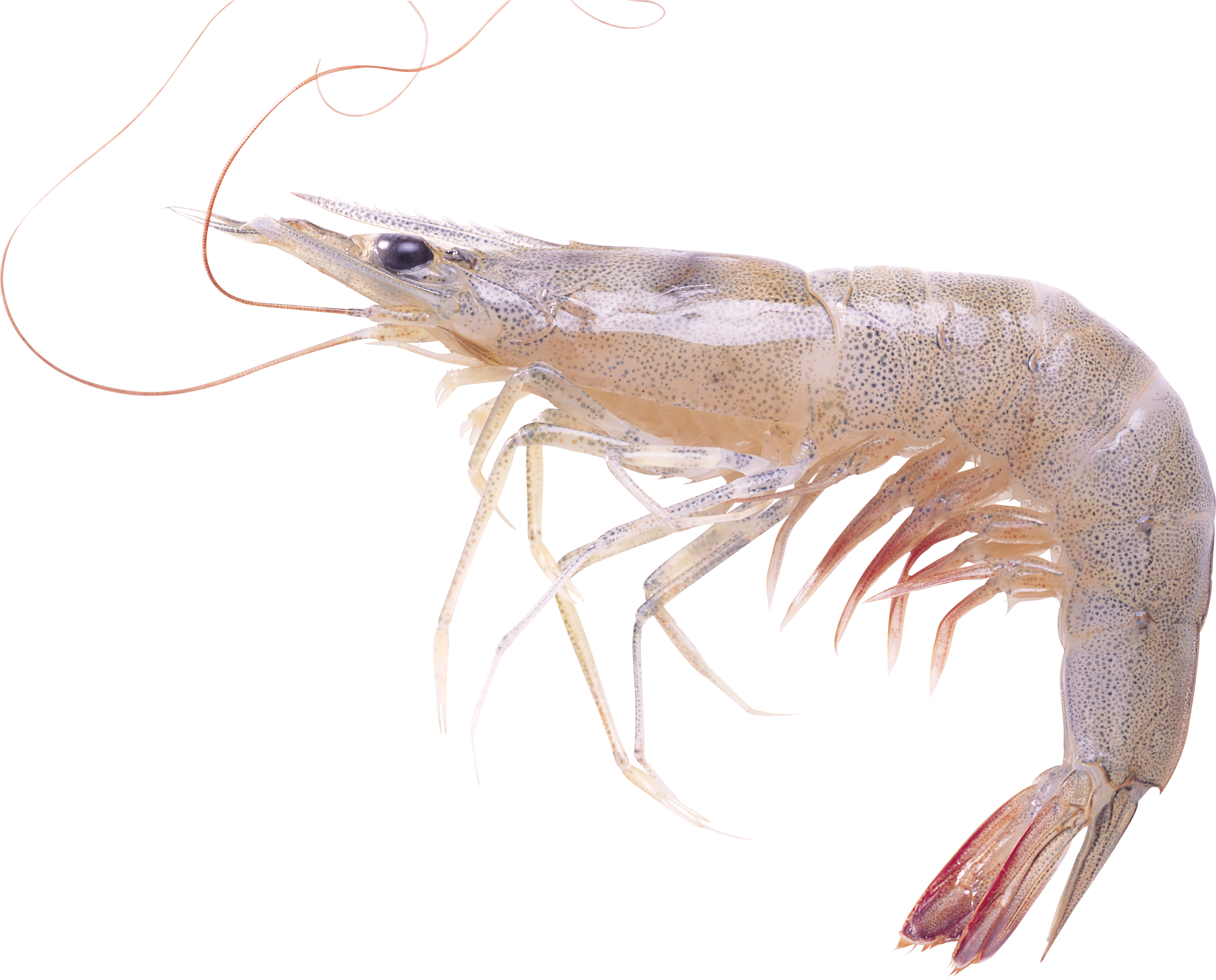 Shrimps Clipart Free Pictures PNG Transparent Background, Free Download