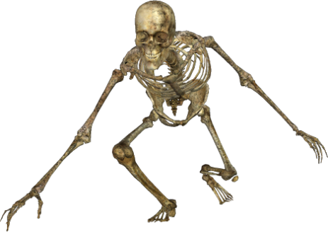 Skeleton PNG, Skeleton Transparent Background - FreeIconsPNG