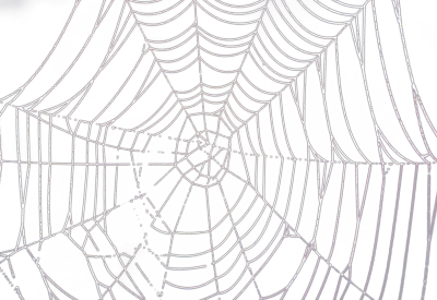 High Quality Spider Web Download PNG Transparent Background, Free ...