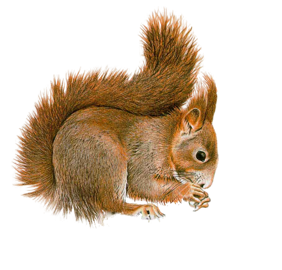 Best Free Squirrel Image PNG Transparent Background, Free Download ...