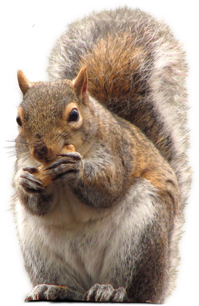 Picture Squirrel PNG Transparent Background, Free Download #20474