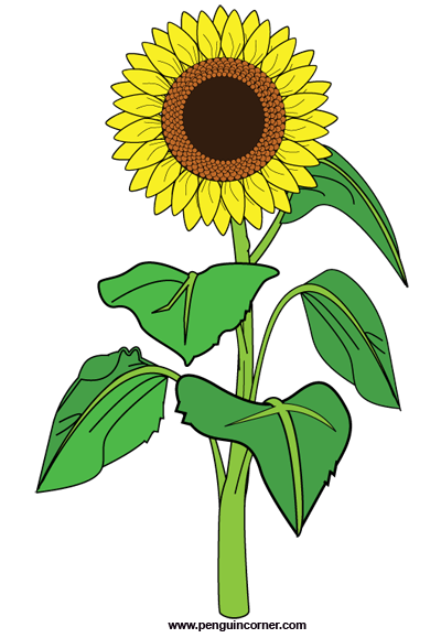 Sunflower Clipart Png Transparent Background Free Download 41037