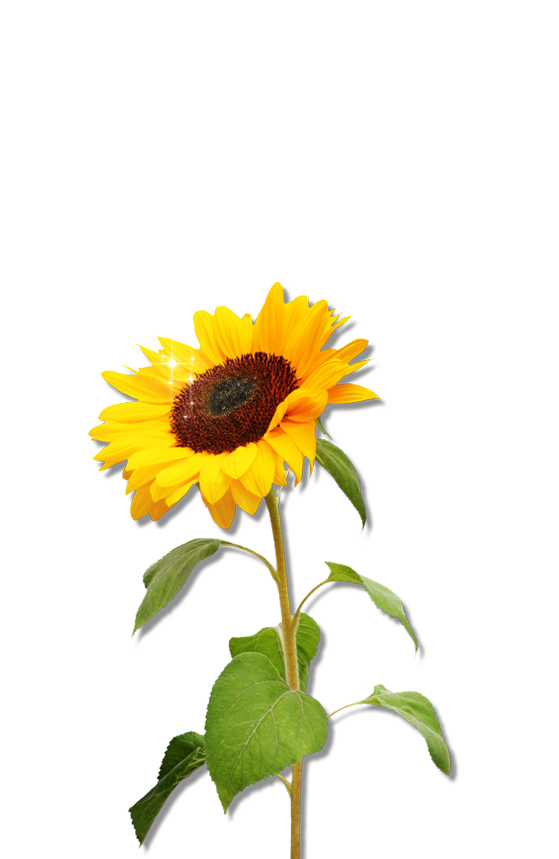 Free Free 128 Clipart Sunflower Stem SVG PNG EPS DXF File