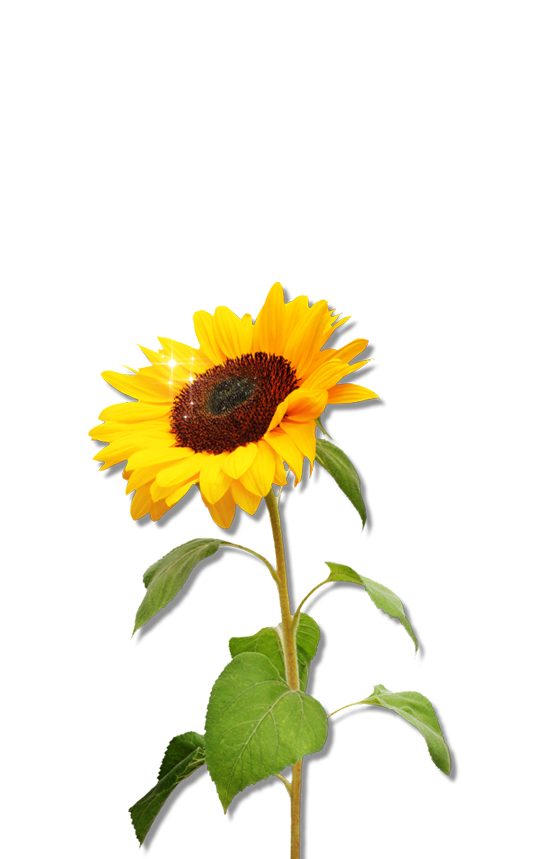 Transparent Sunflower Svg Free Layered Svg Cut File