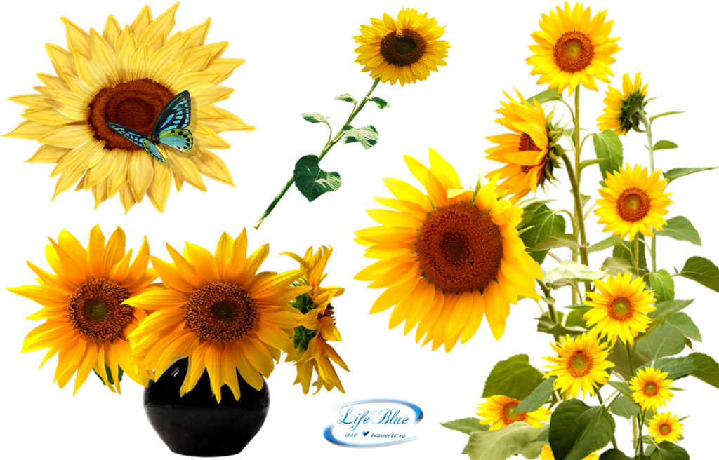 Free Free 300 Transparent Background Sunflower Clipart Sunflower Png SVG PNG EPS DXF File