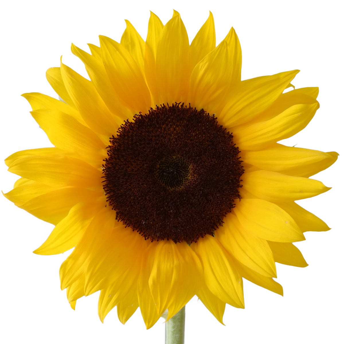 Free Free 219 Clipart Transparent Background Vector Png Sunflower SVG PNG EPS DXF File