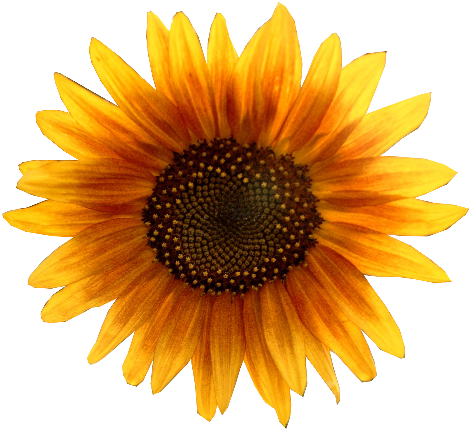 Download SVG Design of Free 130 Transparent Background Realistic Sunflower Svg...