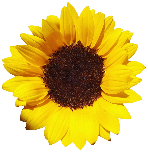 Free Free 315 Clipart Sunflower Png Free SVG PNG EPS DXF File