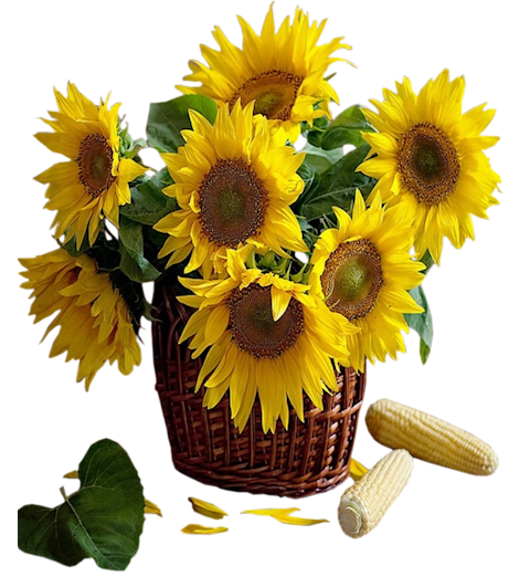 Sunflower Png Available In Different Size #28733 - Free ...