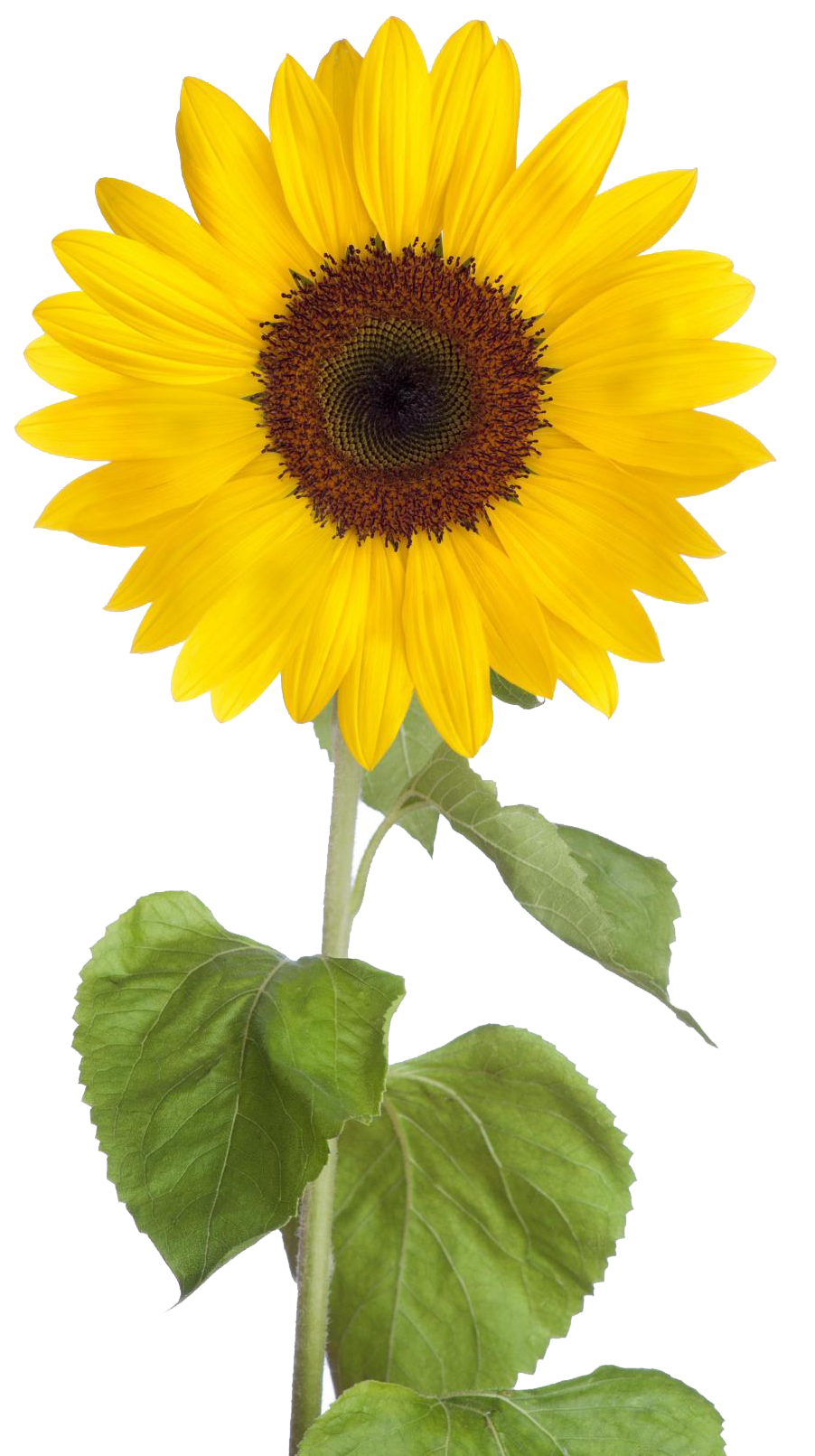 free sunflower png images