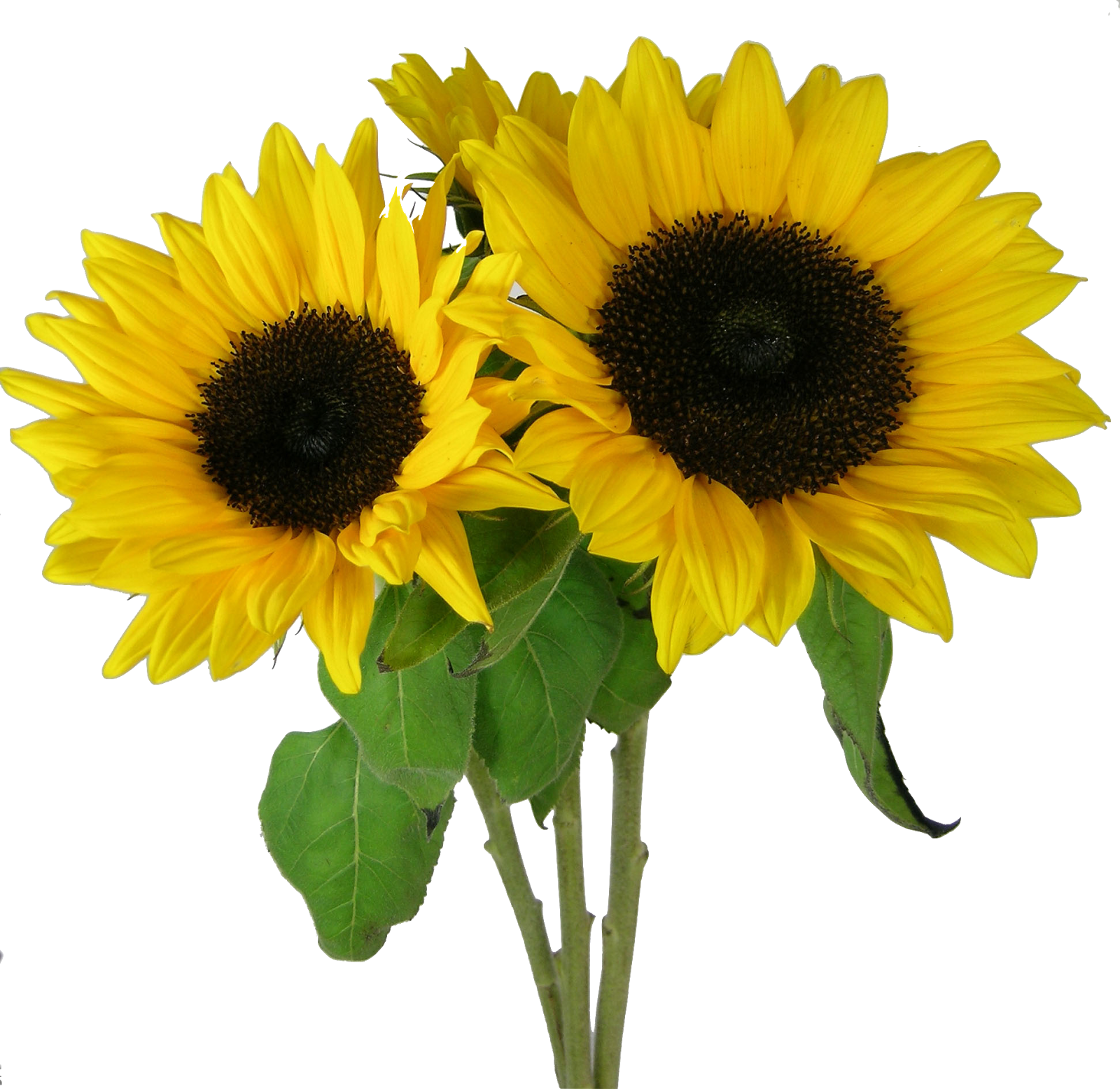 Picture Sunflower PNG Transparent Background, Free Download #28717