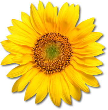 Download Download Sunflower Latest Version 2018 PNG Transparent ...