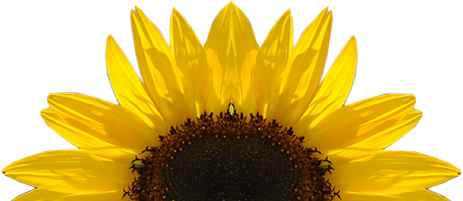 Download Sunflower PNG, Sunflower Transparent Background - FreeIconsPNG