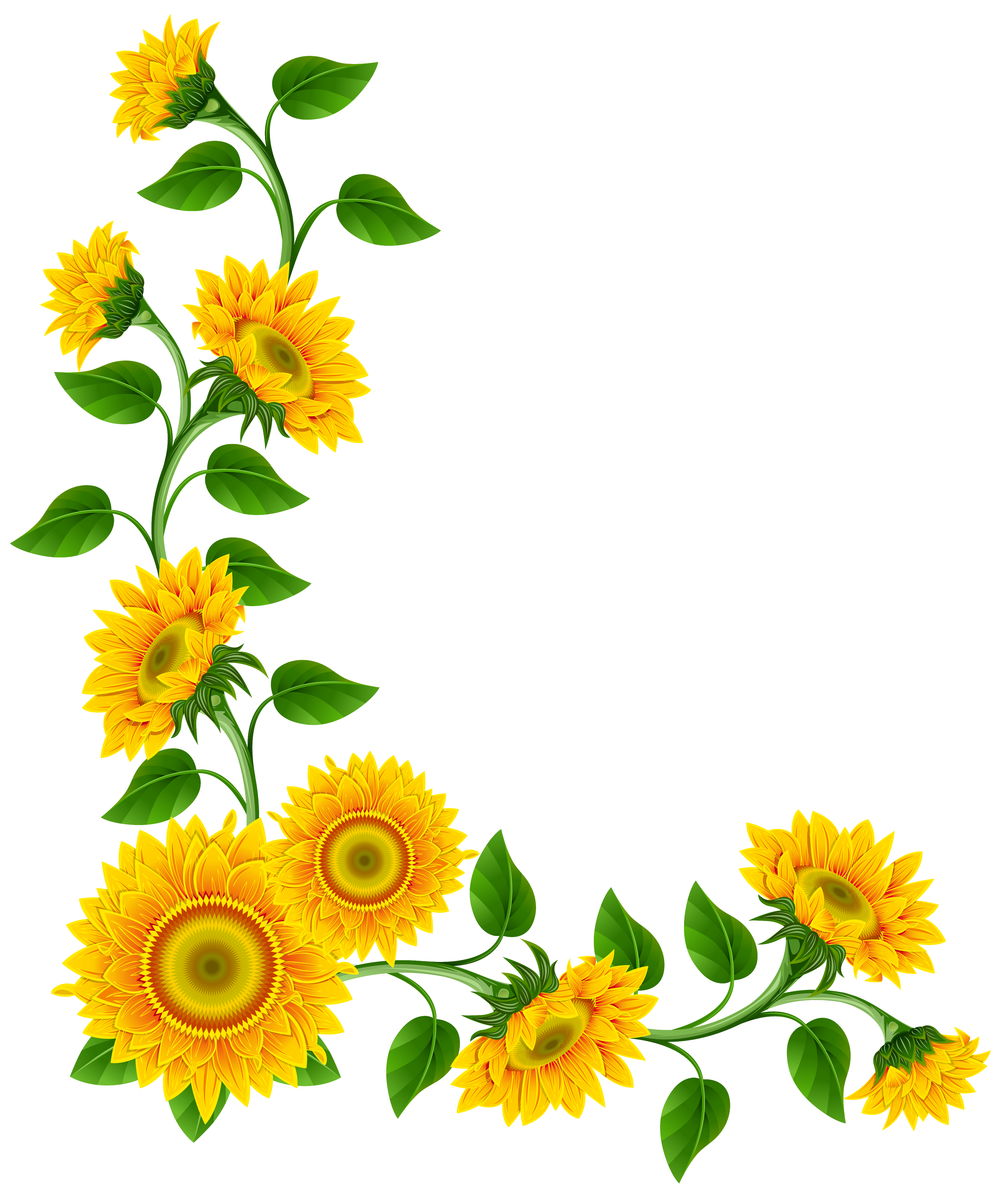 Free Free 219 Clipart Transparent Background Vector Png Sunflower SVG PNG EPS DXF File