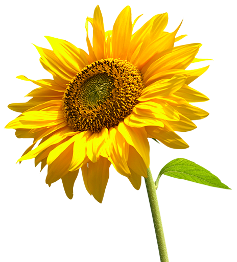 Download Sunflower Background PNG Transparent Background, Free ...