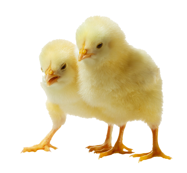 sweet-baby-chicken-png-transparent-background-free-download-40289