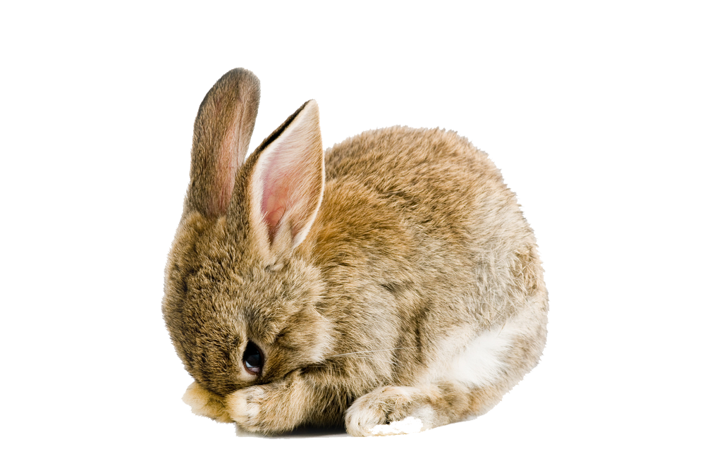 Rabbit PNG, Rabbit Transparent Background - FreeIconsPNG