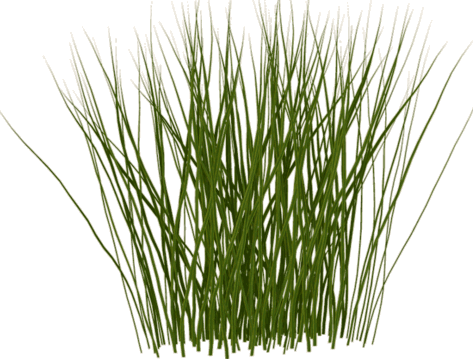 Tall Grass Png Photos #44155 - Free Icons and PNG Backgrounds